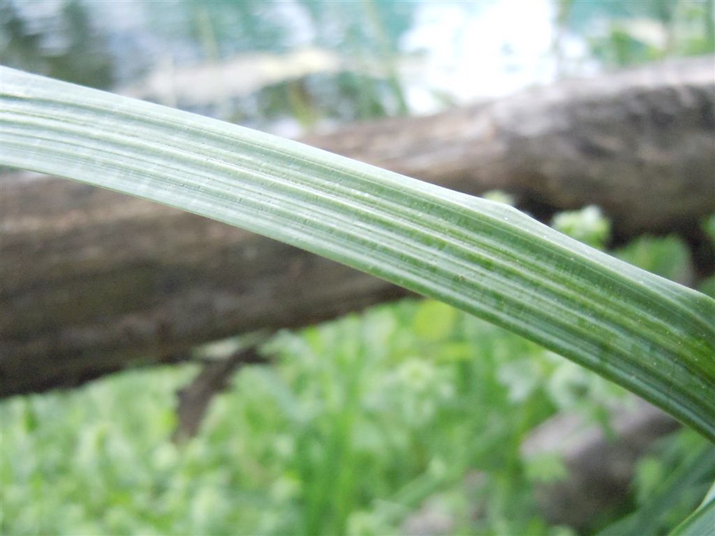 Carex pendula